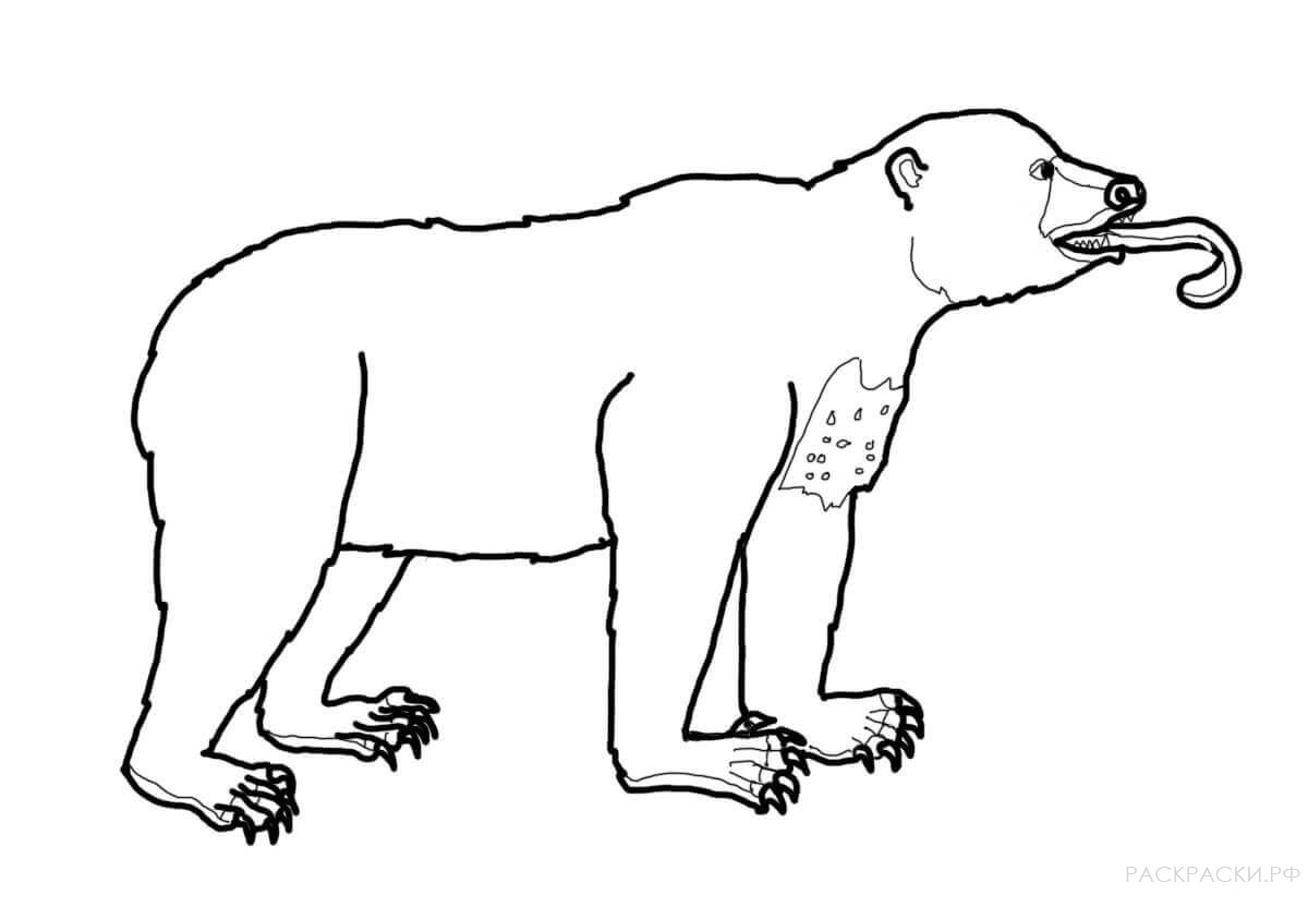 Раскраска Животные Малайский медведь 3