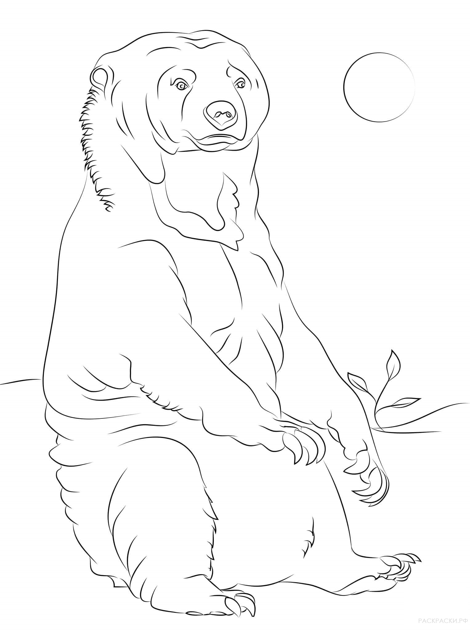 Раскраска Животные Сидящий малайский медведь