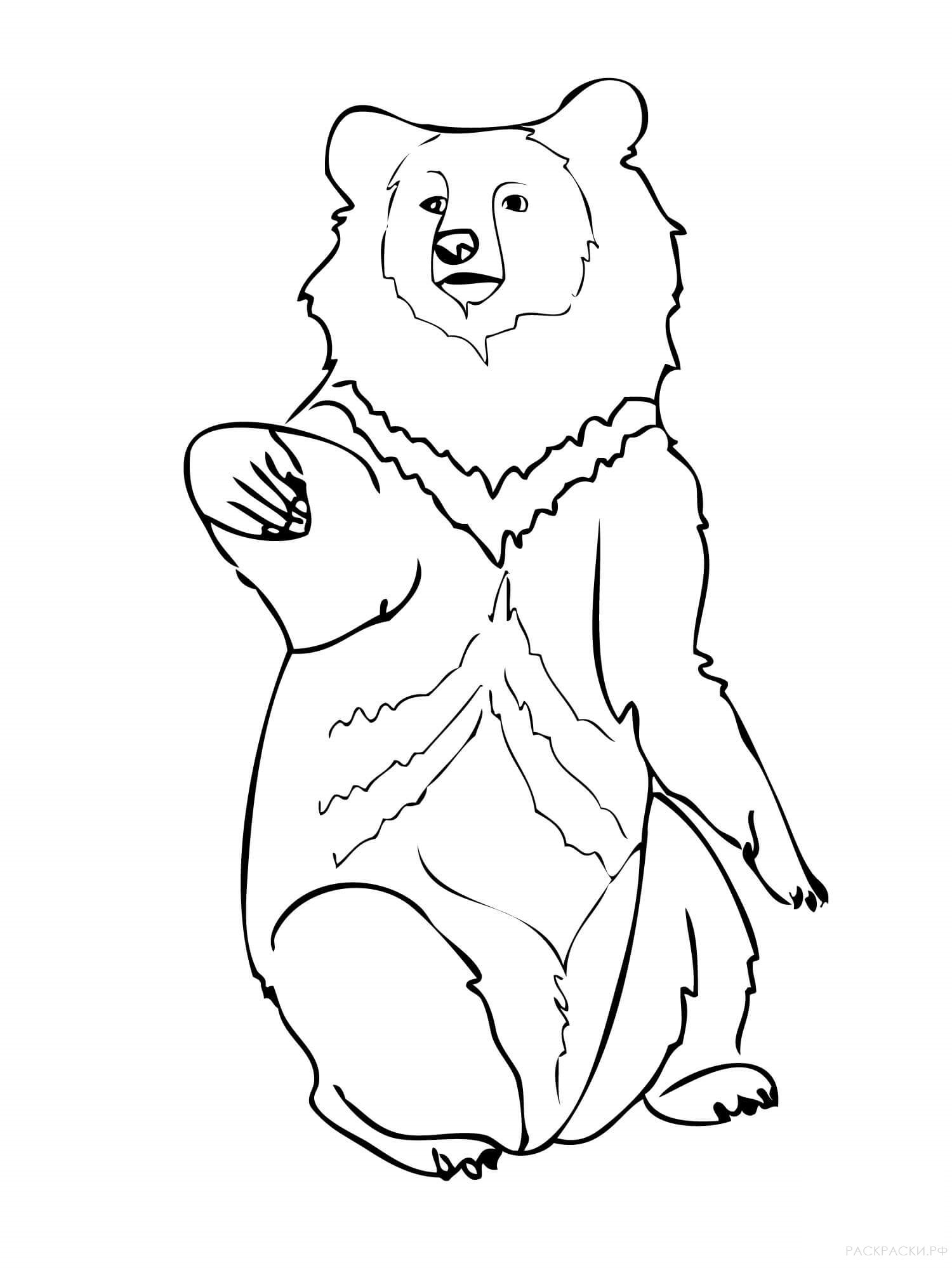 Гималайский медведь раскраска для детей