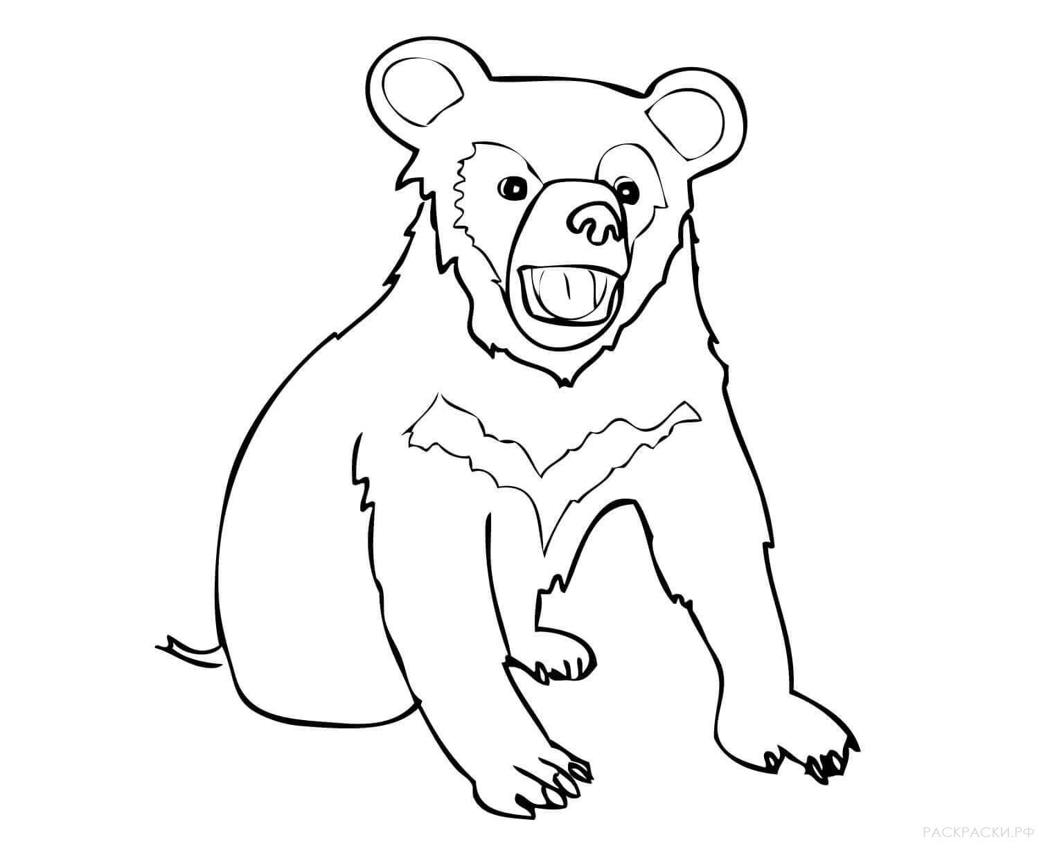 Раскраска Животные Медвежонок гималайского медведя