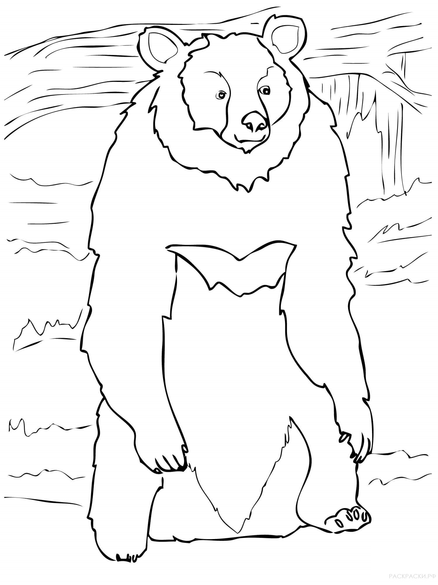 Раскраска Животные Стоящий гималайский медведь
