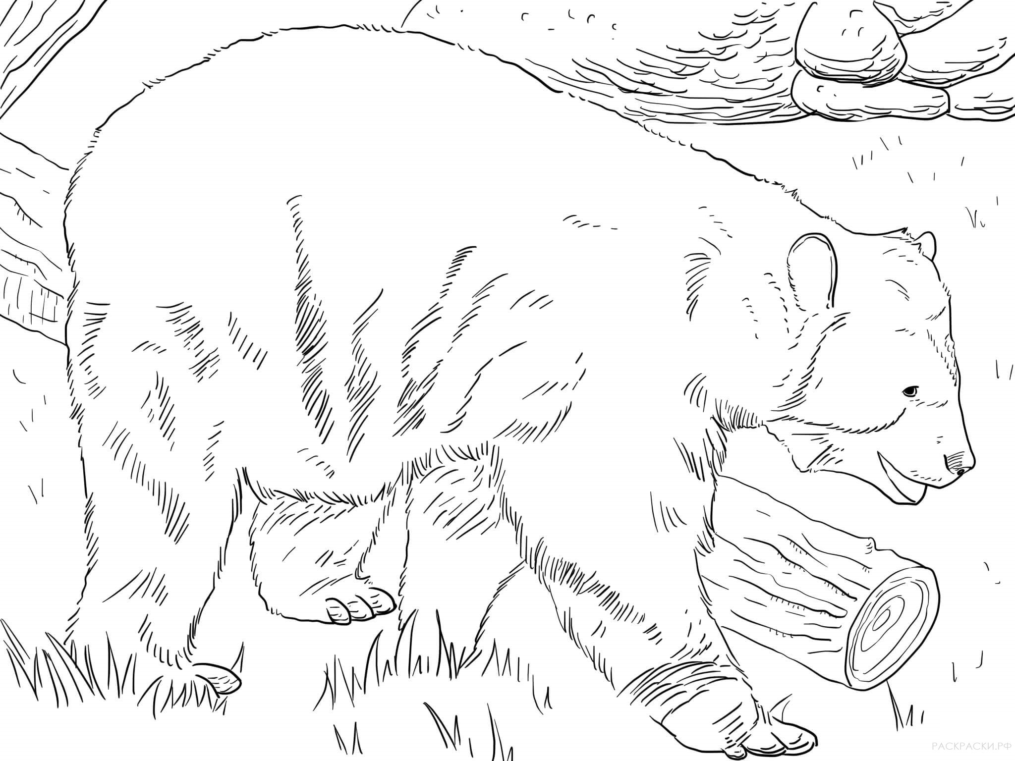 Раскраска Животные Очковый медведь
