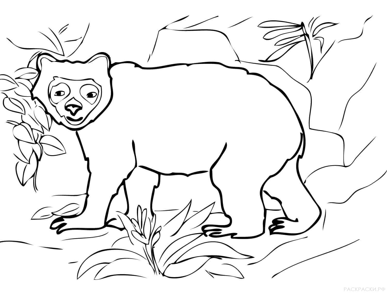 Раскраска Животные Очковый медведь 2