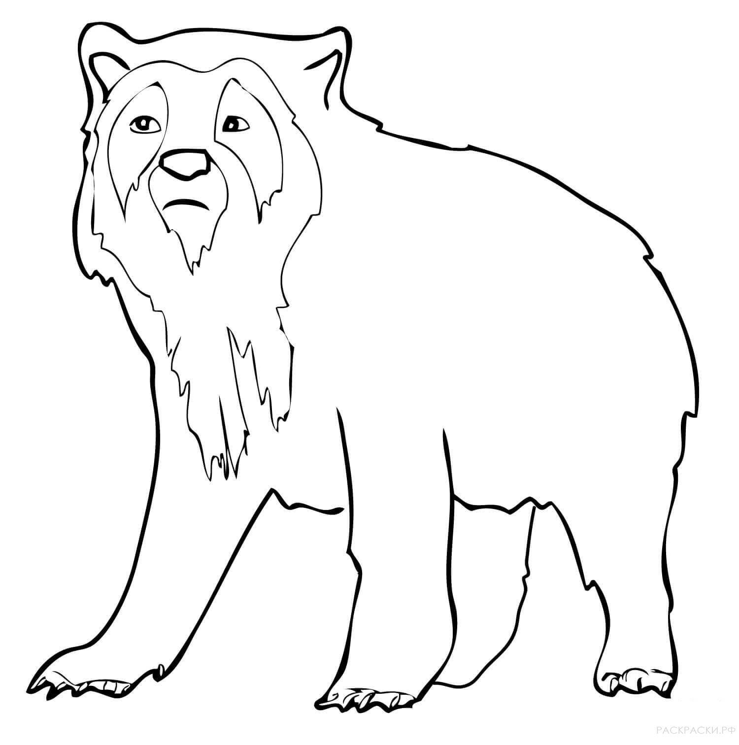 Раскраска Животные Очковый медведь 4