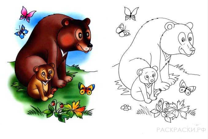 Раскраска Животные Медведица и медвежонок