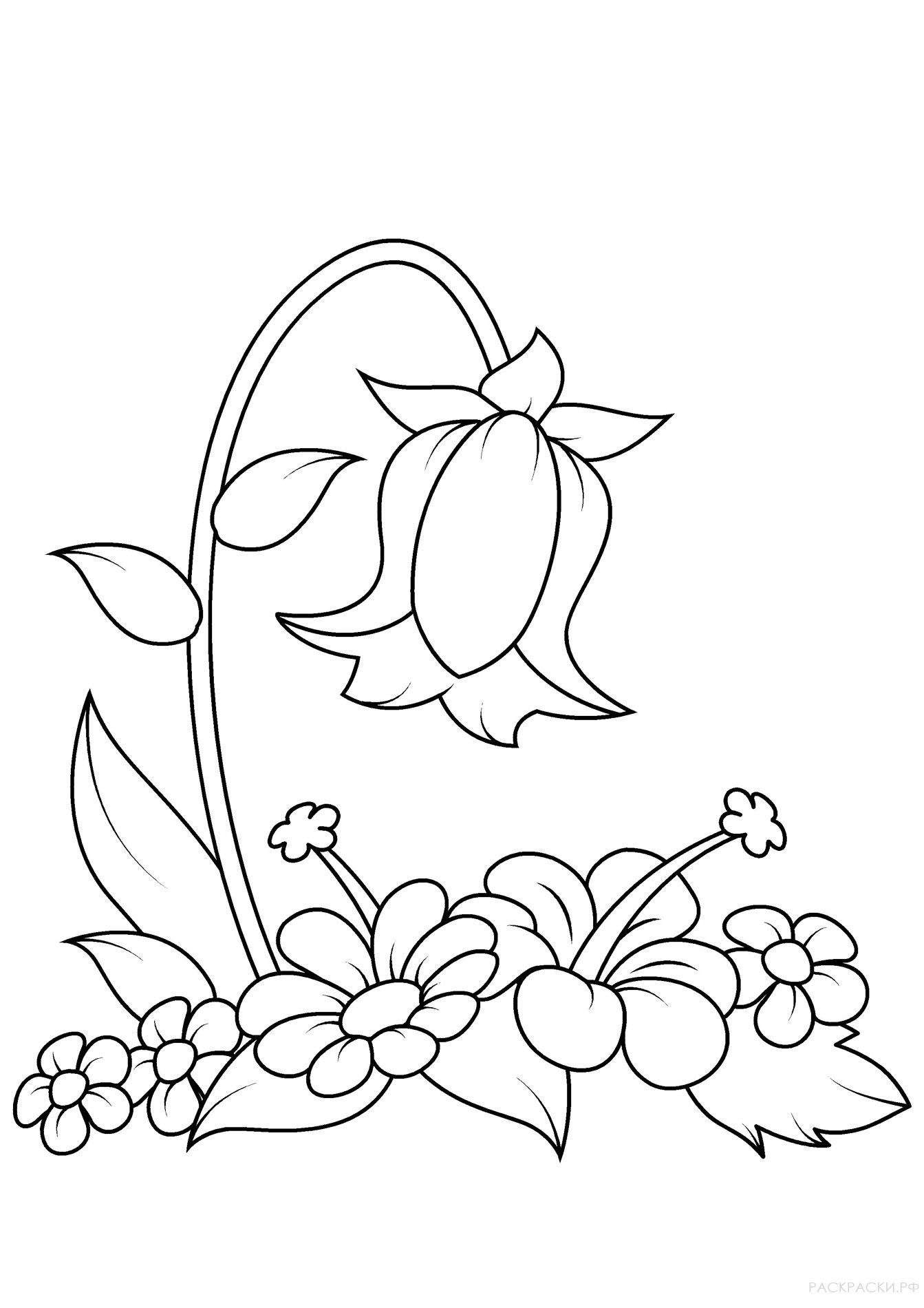 Раскраска Колокольчик и другие цветы