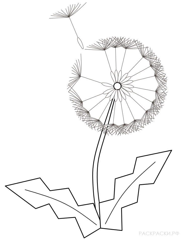 Раскраска цветок одуванчик