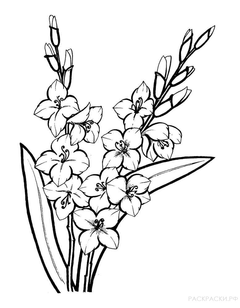 Раскраска Цветы Гладиолусы