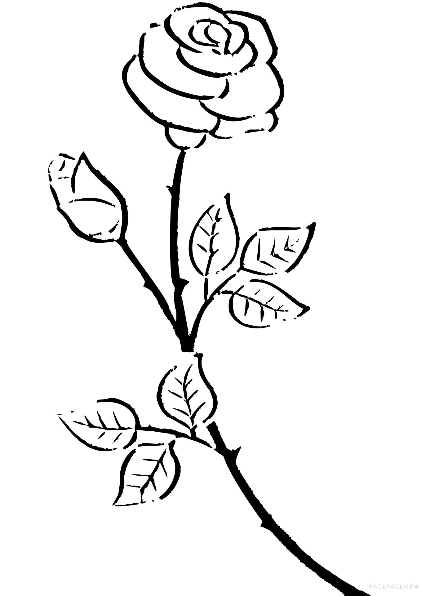 Раскраска Распустившийся и не распустившийся бутон розы 