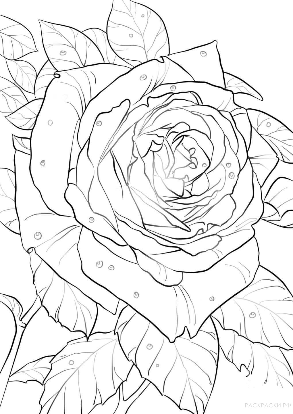 Раскраска Красивый цветок розы