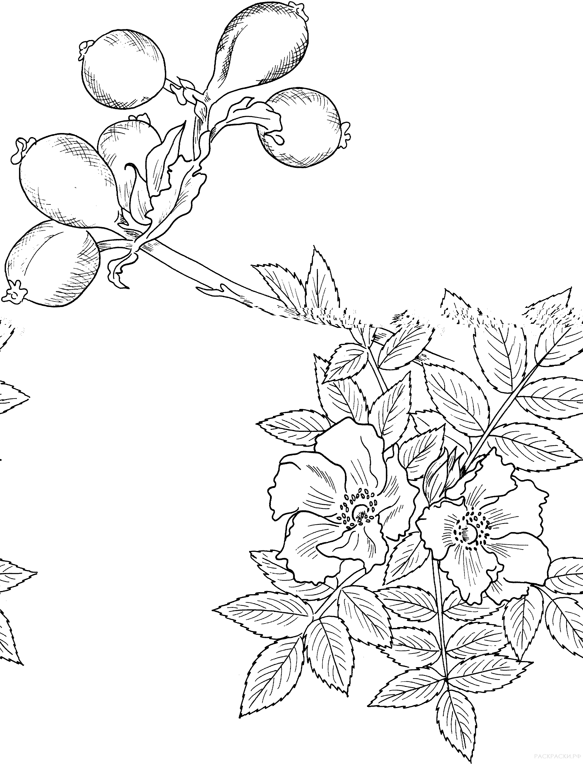 Раскраска Цветок шиповника