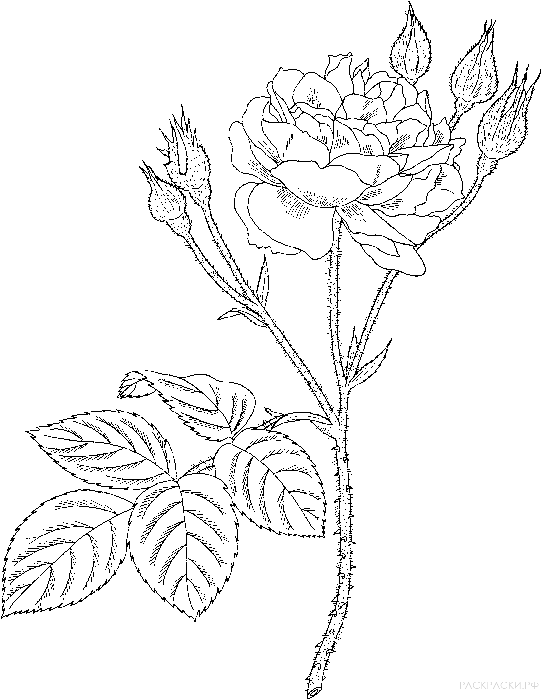 Шиповник цветы раскраска для детей