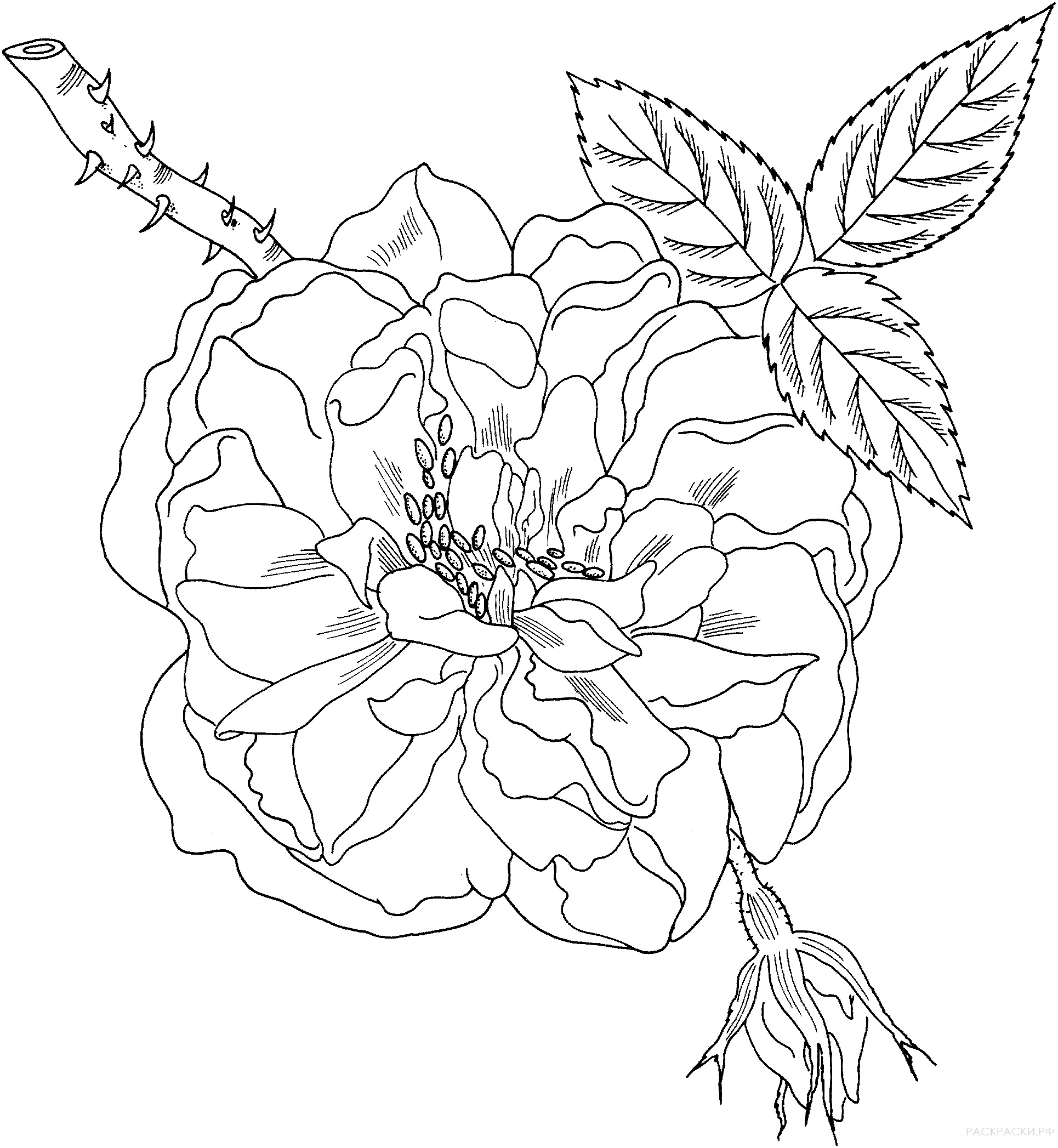Раскраска Цветок розы на веточке с шипами