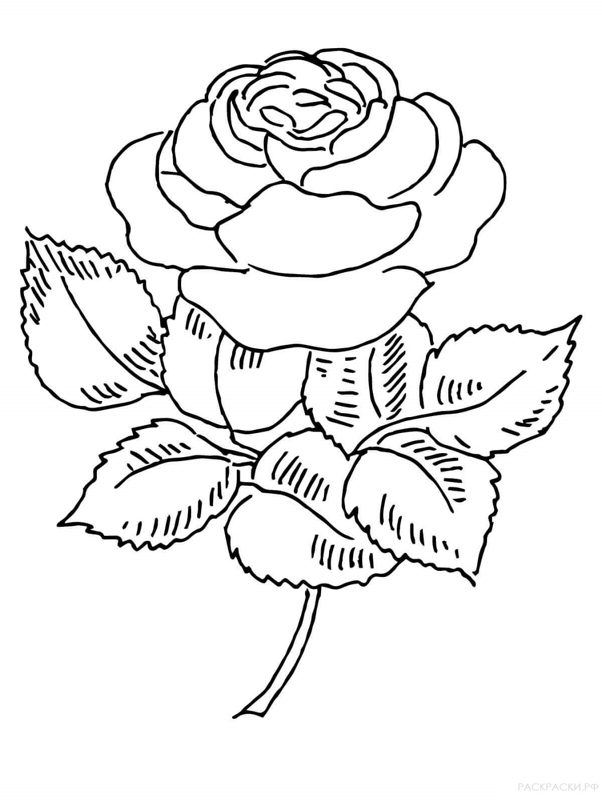 Раскраска Прекрасная роза