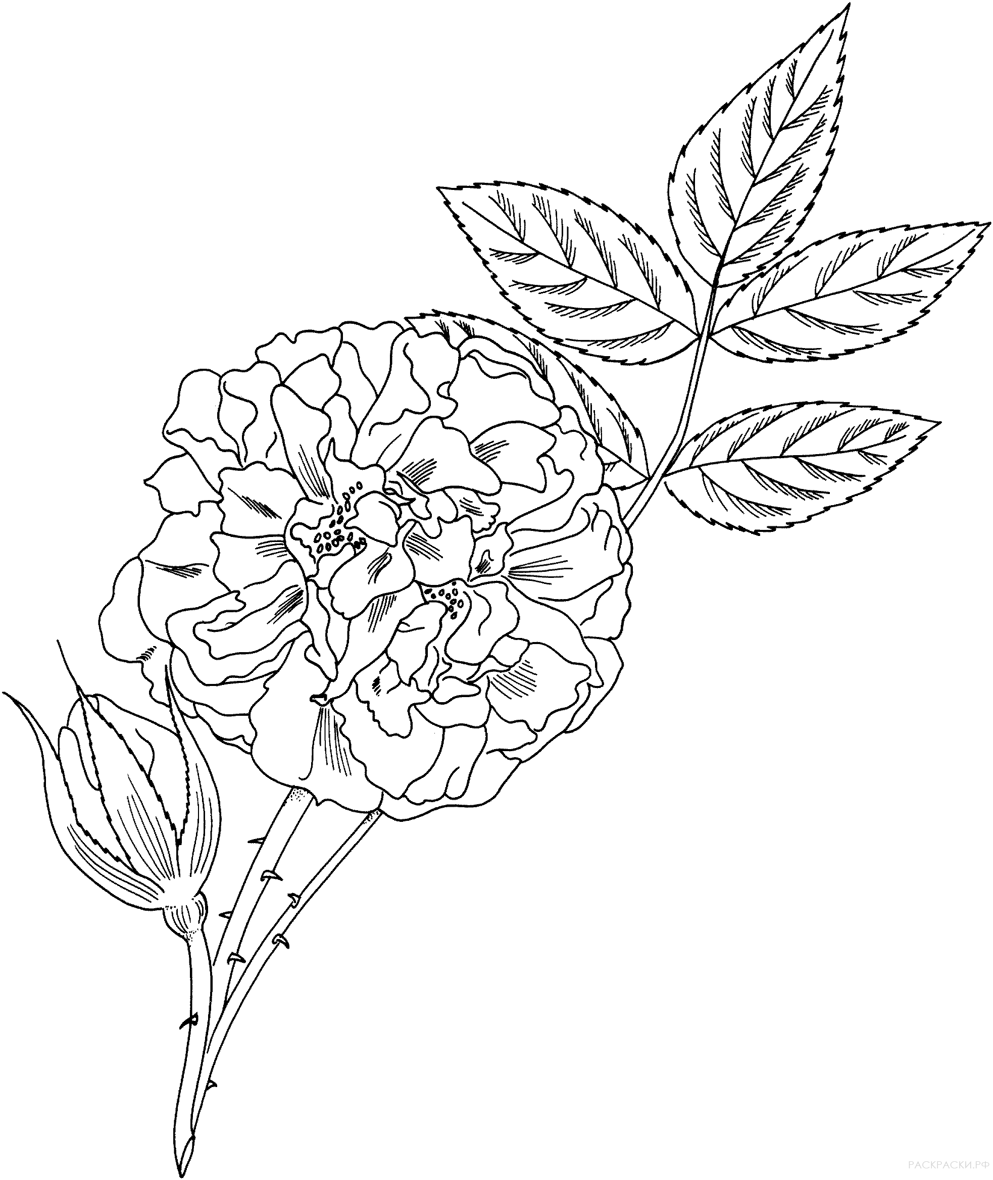 Раскраска Роза цветущая
