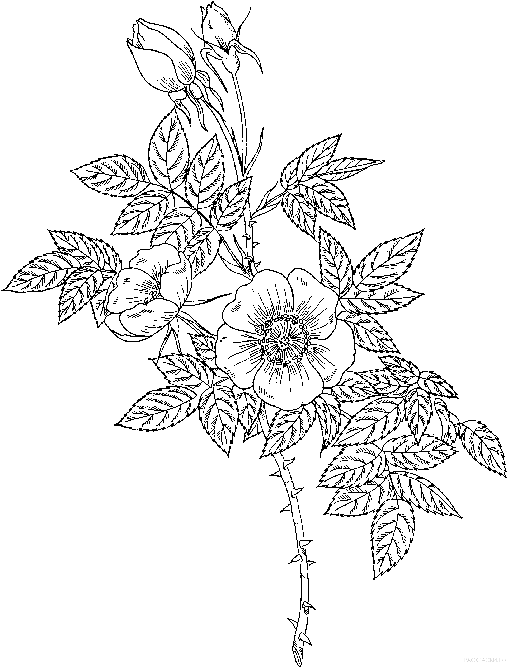 Раскраска Цветы шиповника на стебле