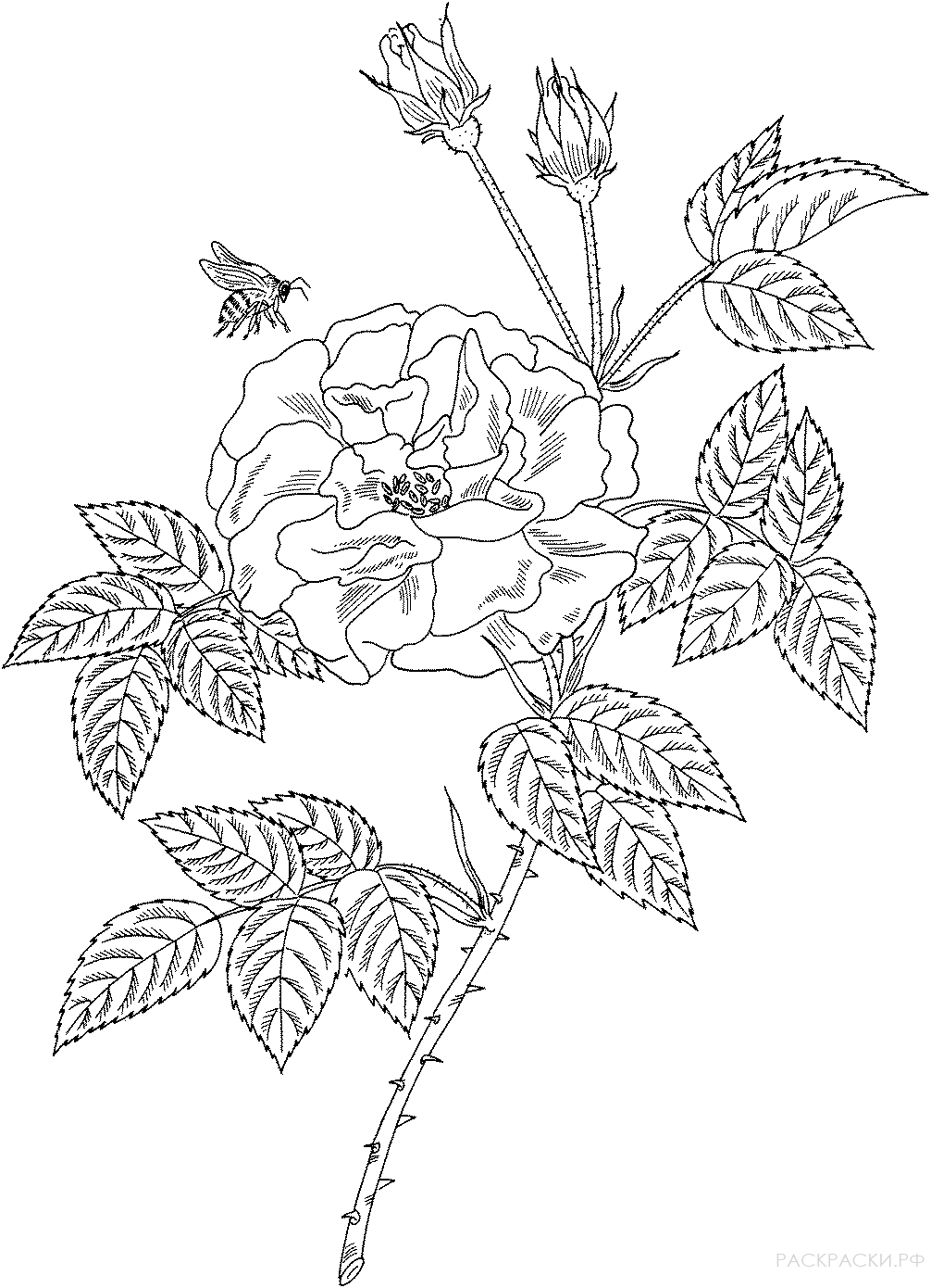 Раскраска Пчела и роза
