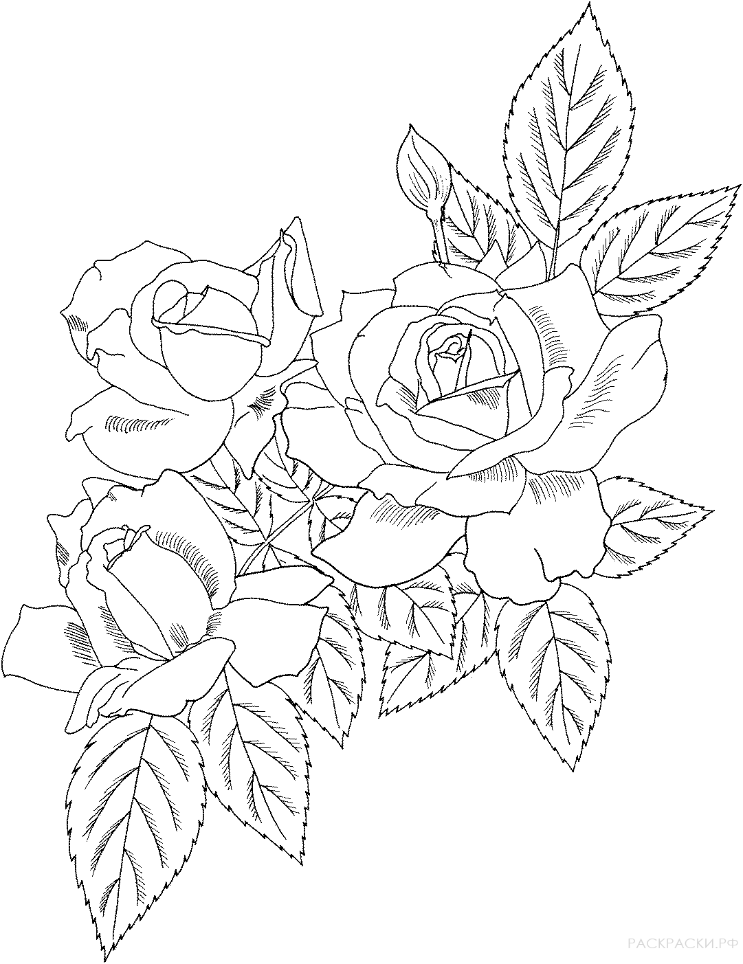 Раскраска Кустарниковая полиантовая роза