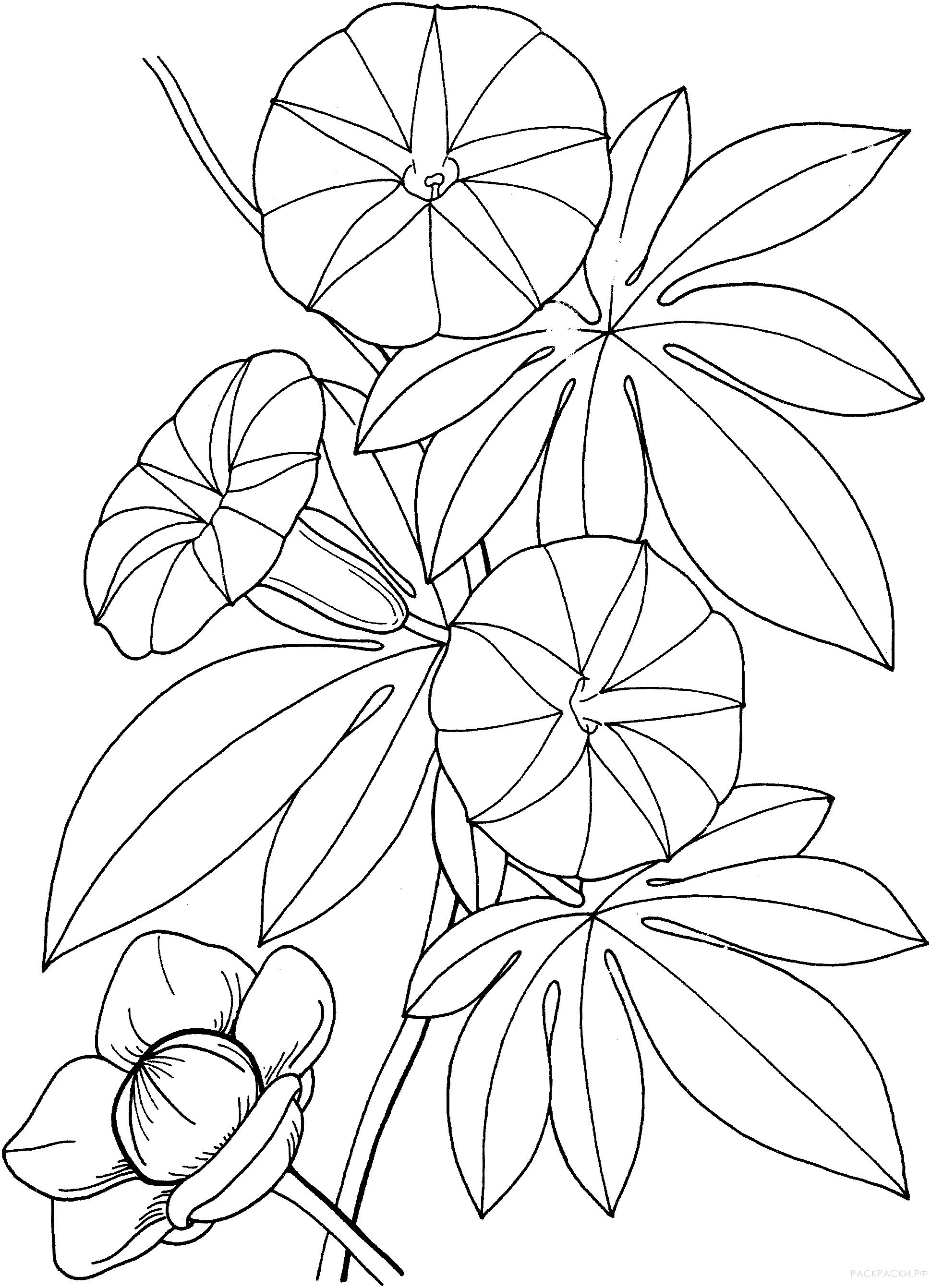 Раскраска Большая гавайская древовидная роза
