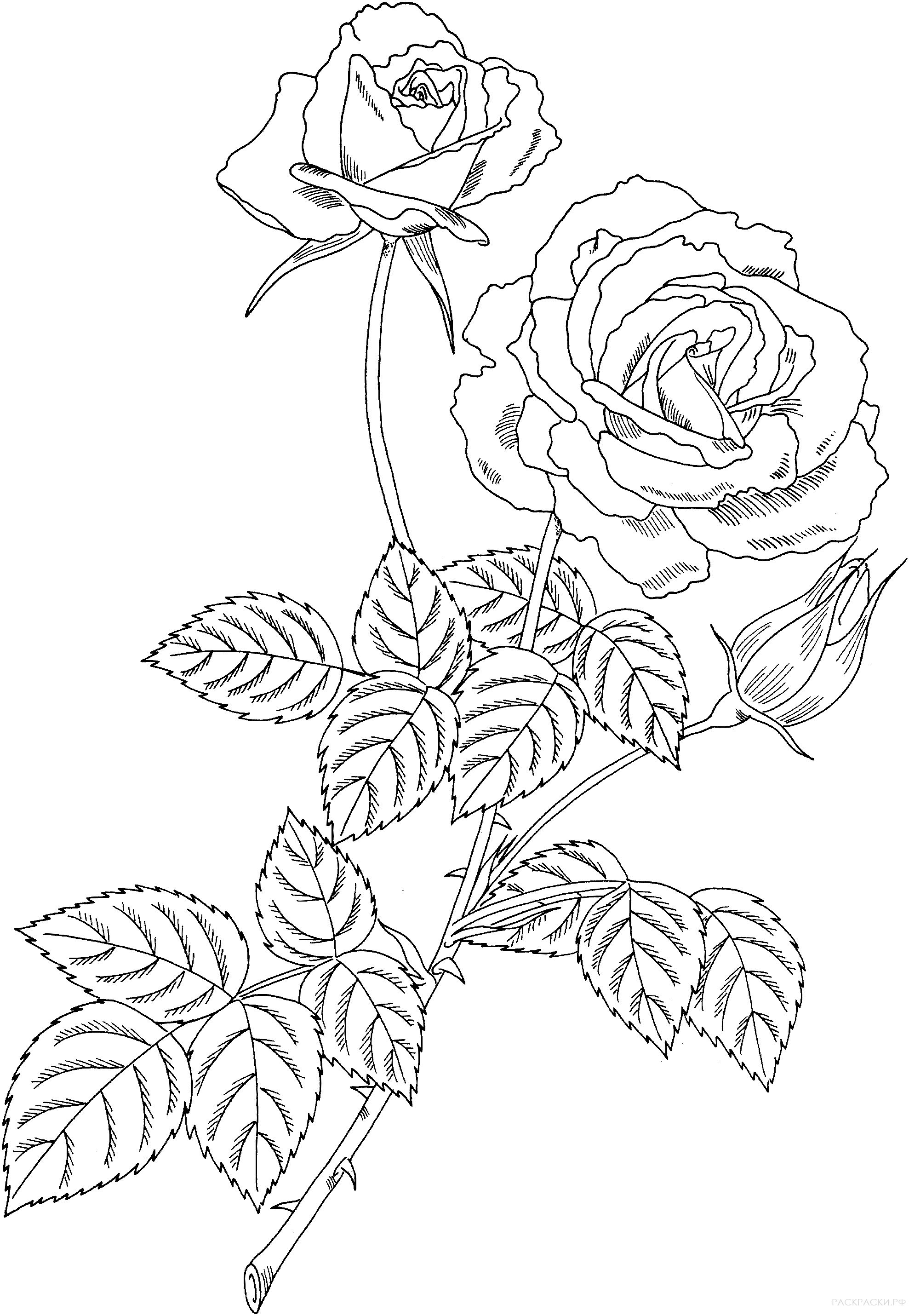 Раскраска Чайно-гибридная роза "Меджик"
