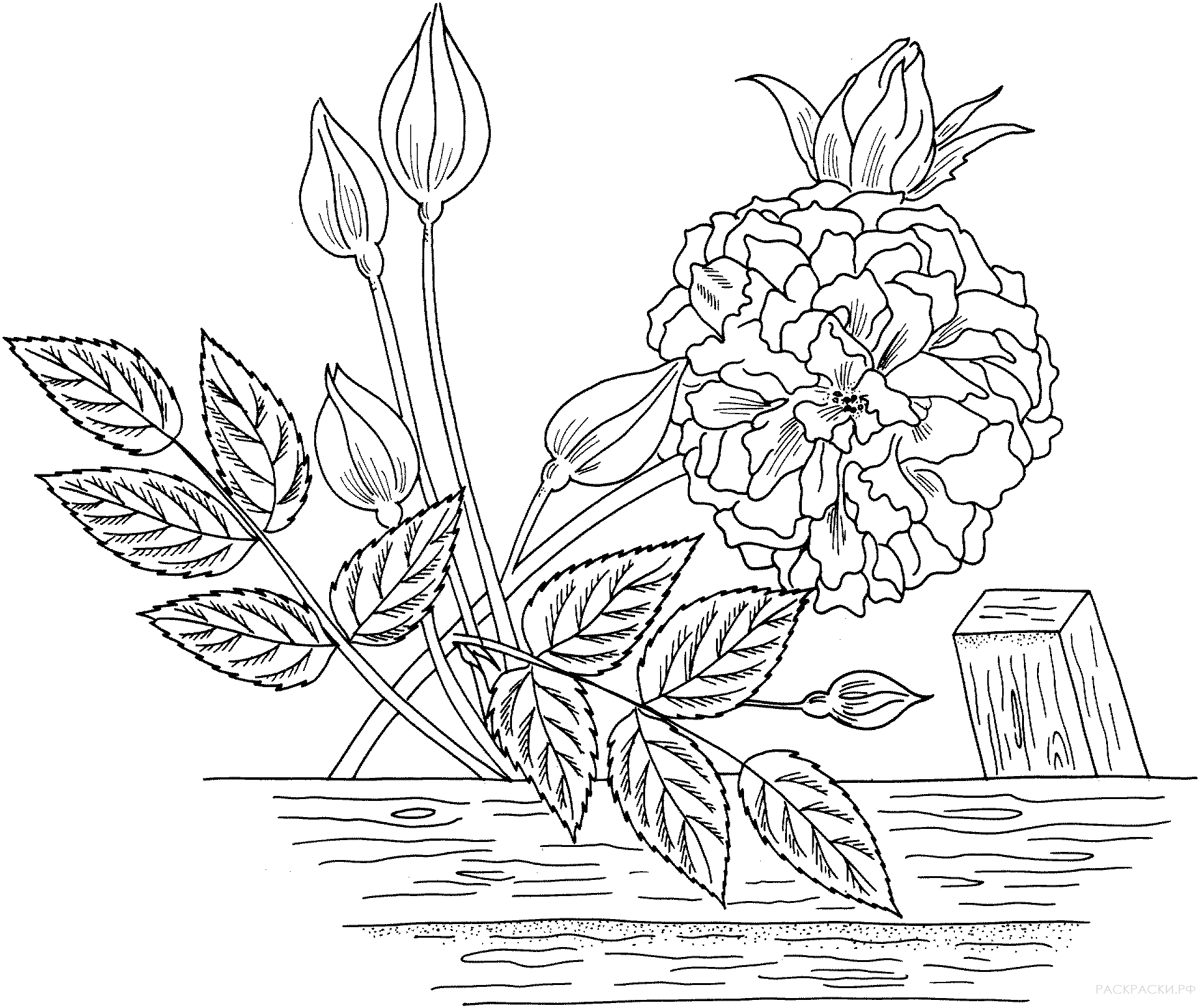 Раскраска Нуазетовая роза "Маршал Ньель"