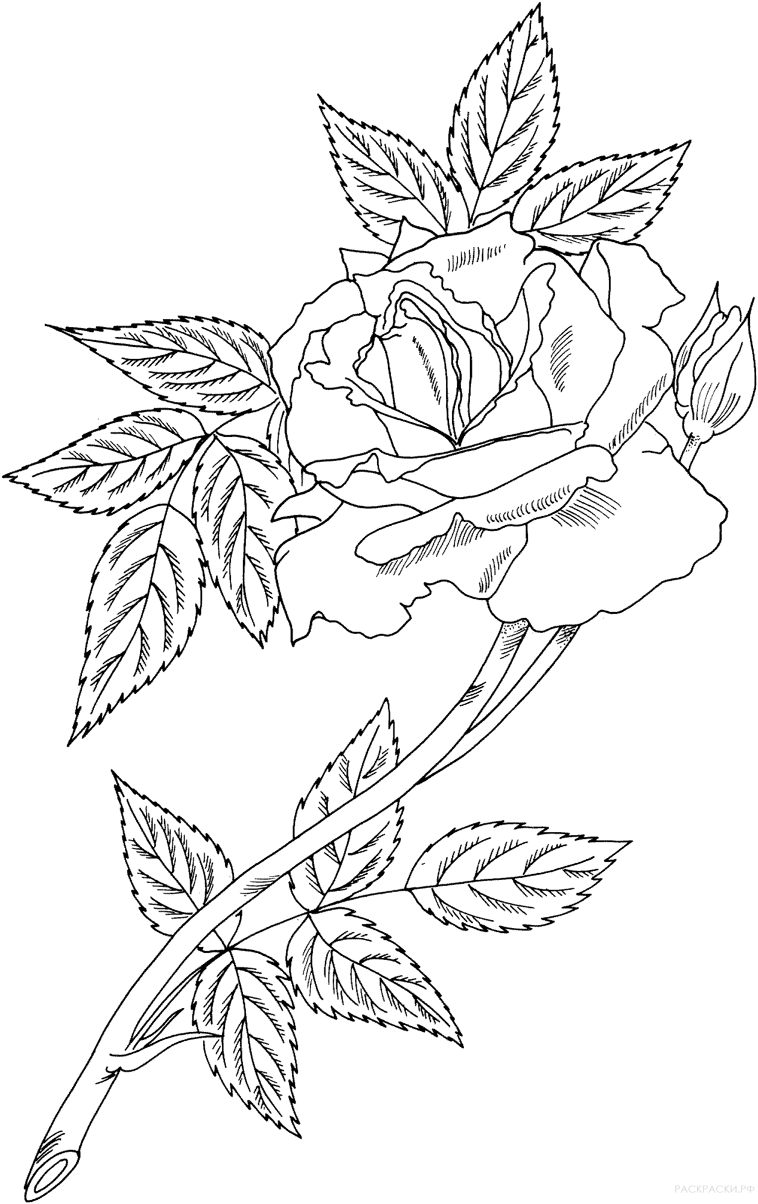 Раскраска Плетистая роза "Роял Сансет"
