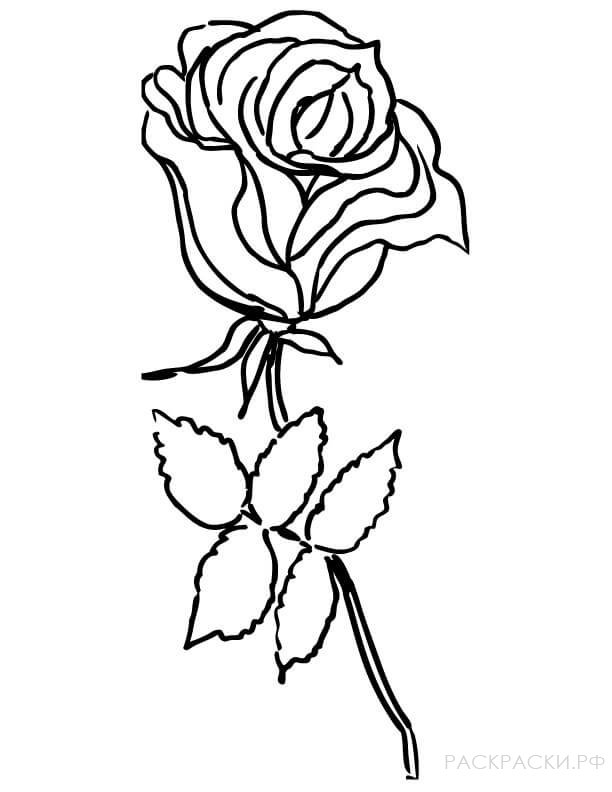 Раскраска одна роза