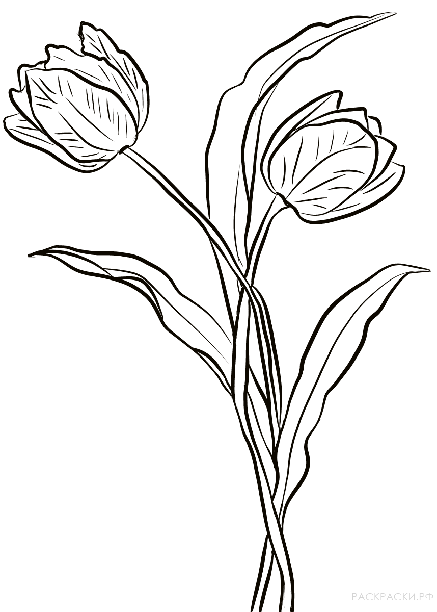 Раскраска Два Распущенных тюльпана