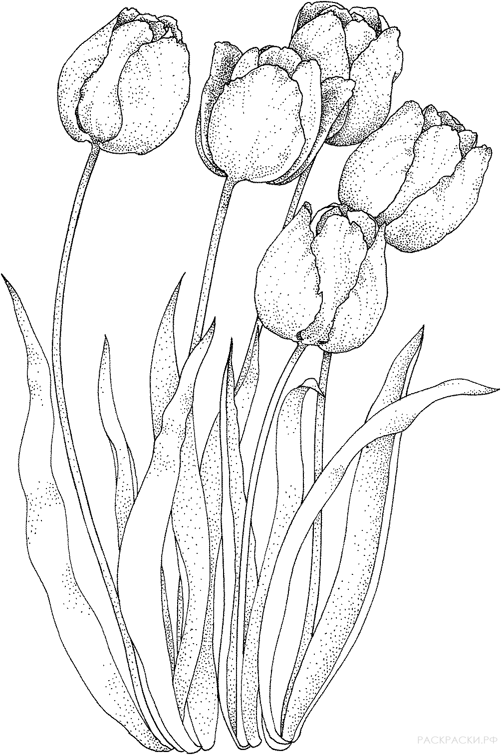 Раскраска Пять тюльпанов