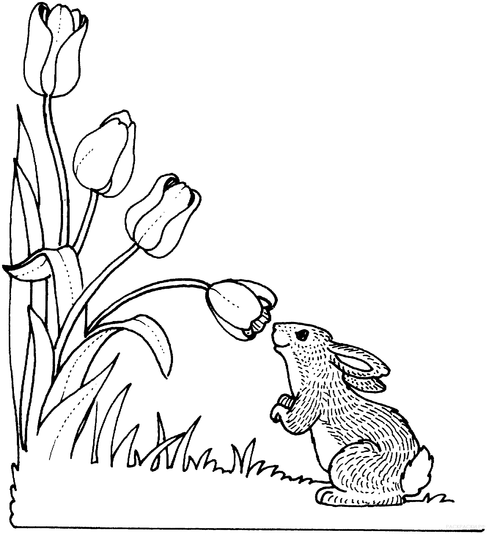 Раскраска Кролик нюхает тюльпаны