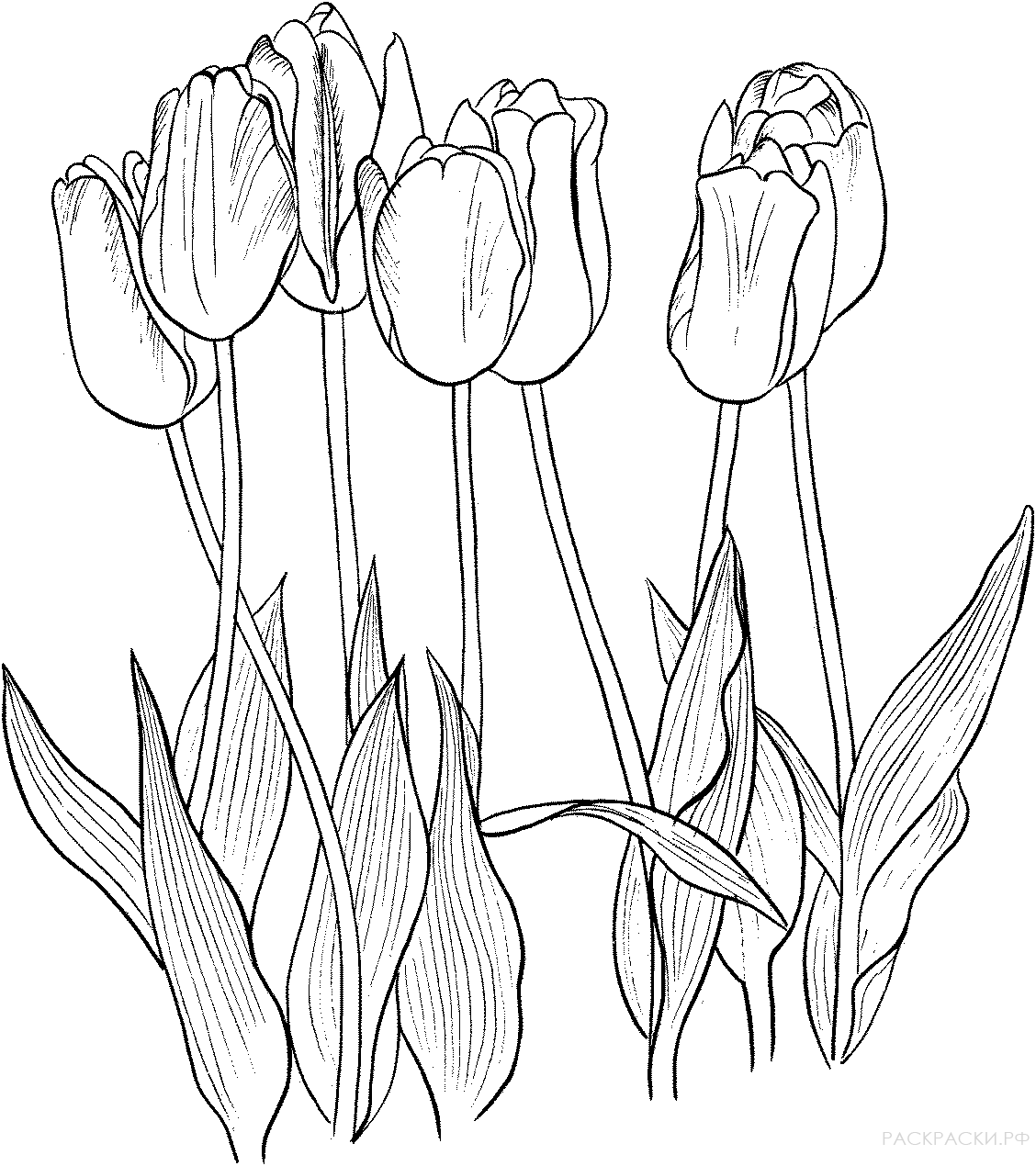 Раскраска Семь тюльпанов