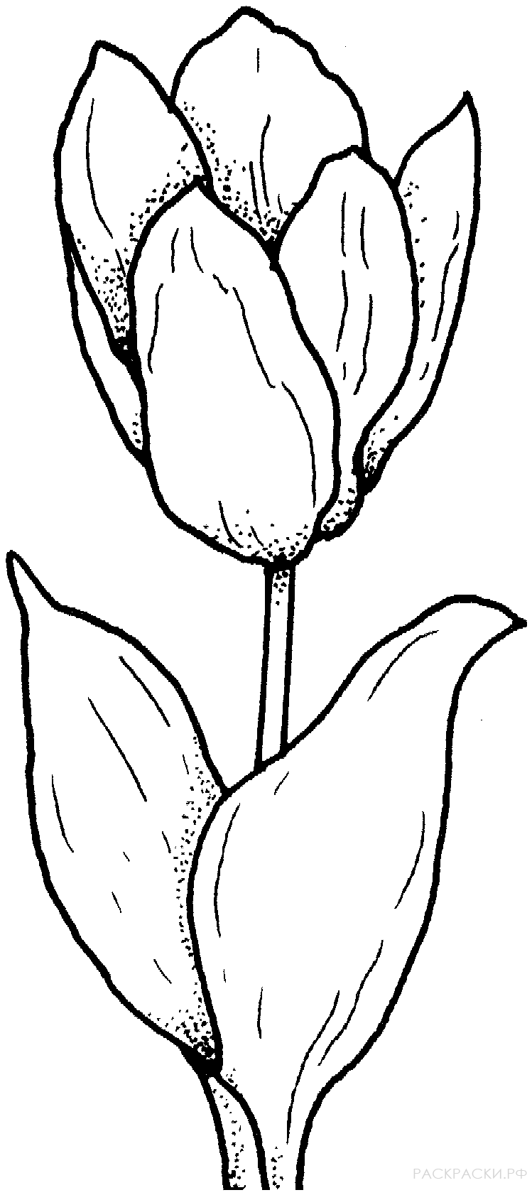 Раскраска Цветущий тюльпан