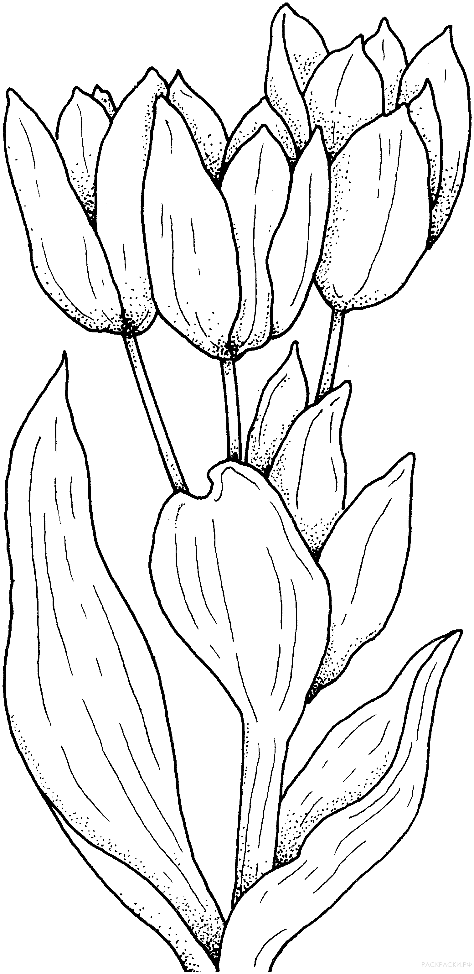 Раскраска белые тюльпаны
