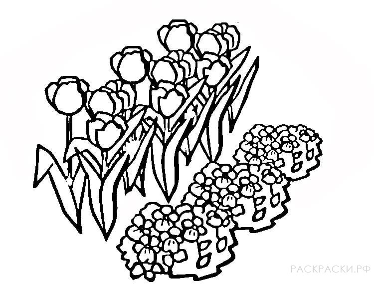 Раскраска Голландские тюльпаны