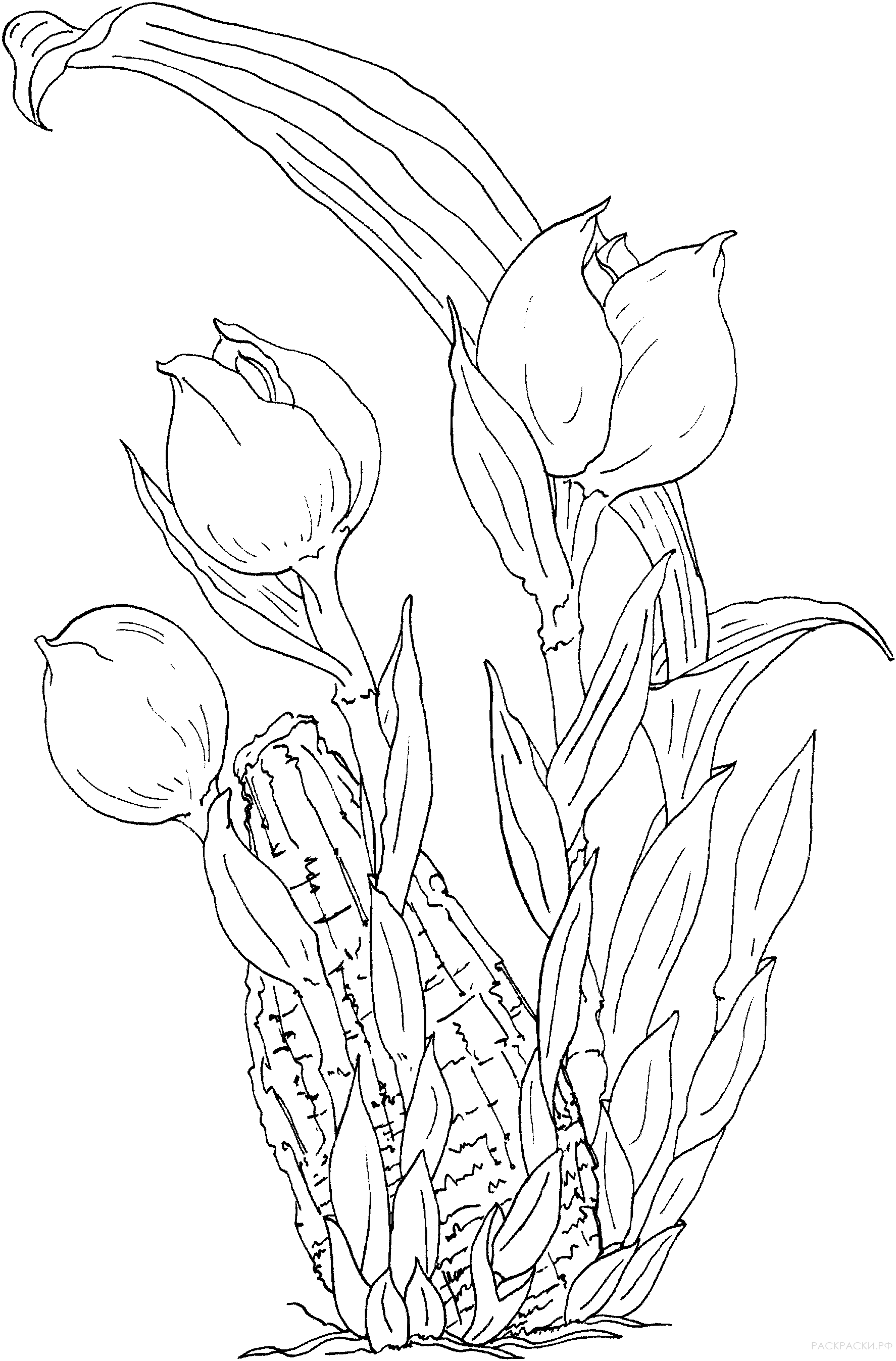 Раскраска Ангулоя - тюльпан-орхидея