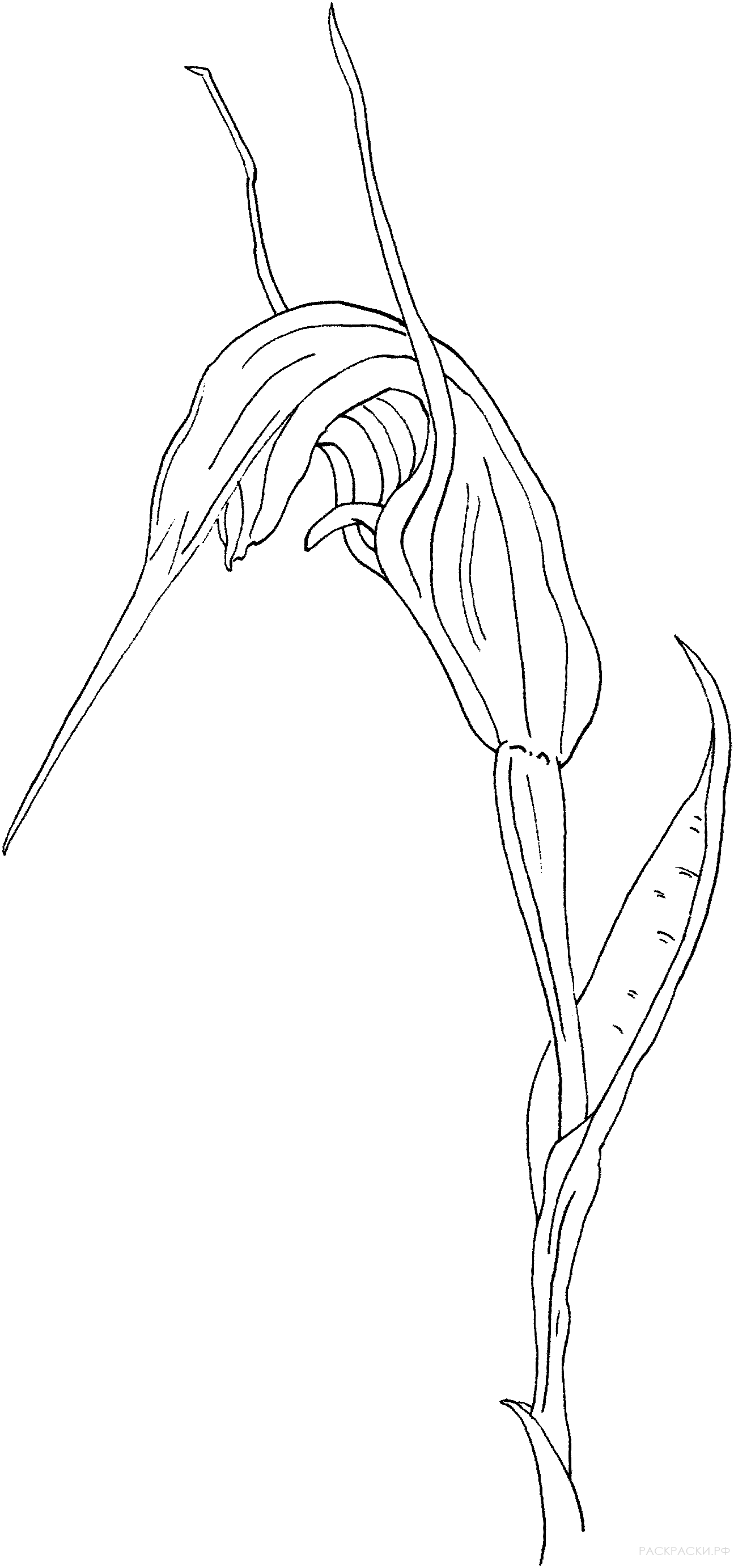 Раскраска Орхидея Птеростилис