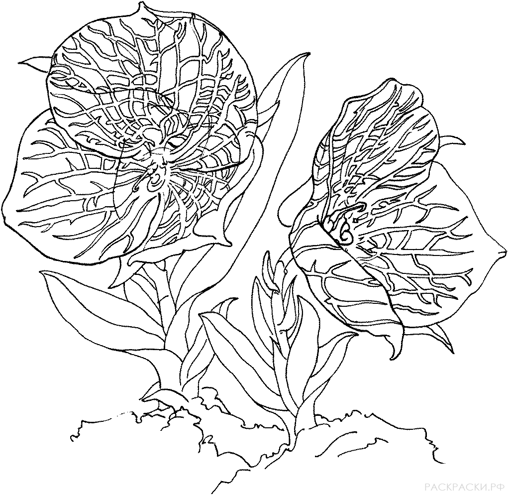 Раскраска Орхидея Телипогон