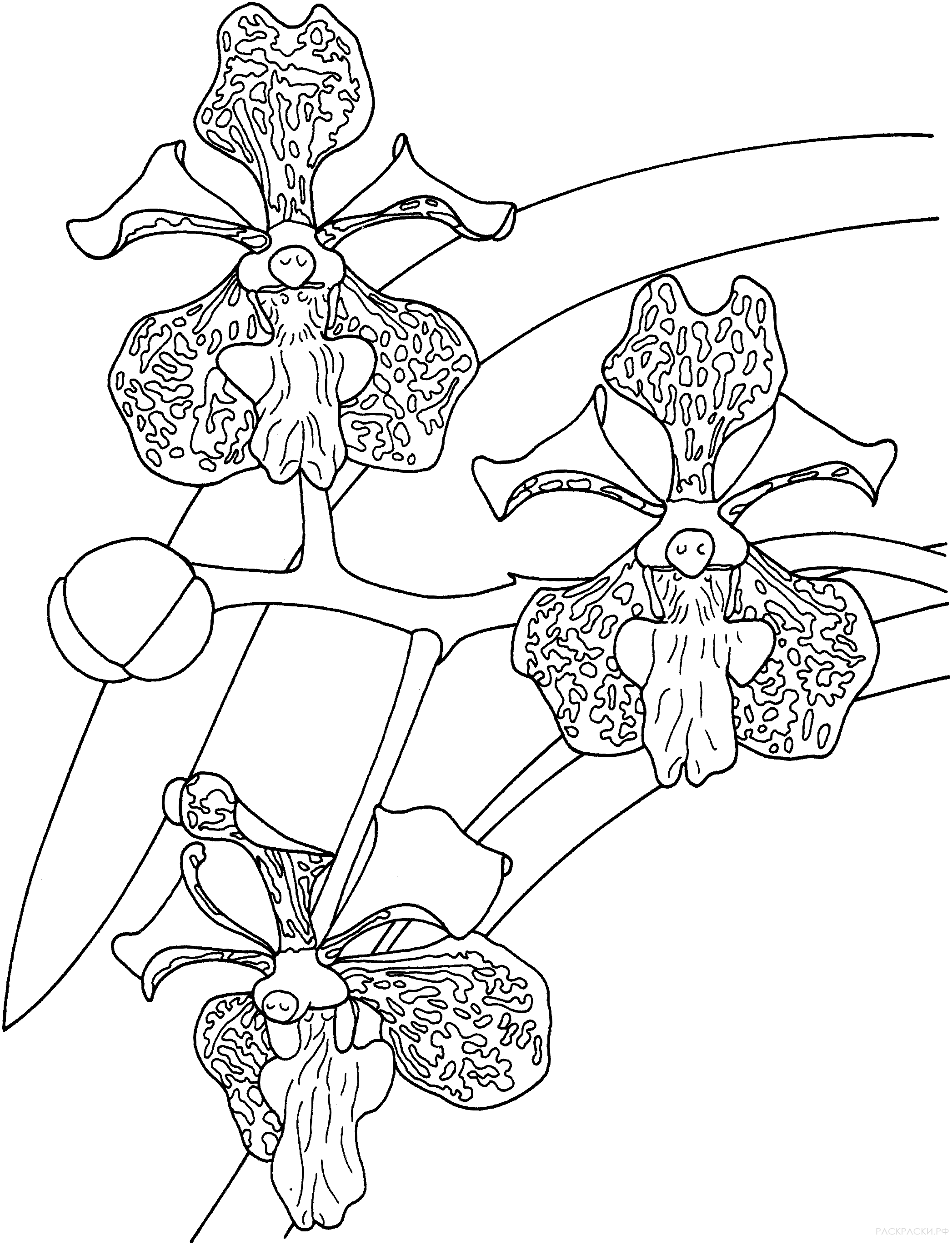 Орхидея раскраска