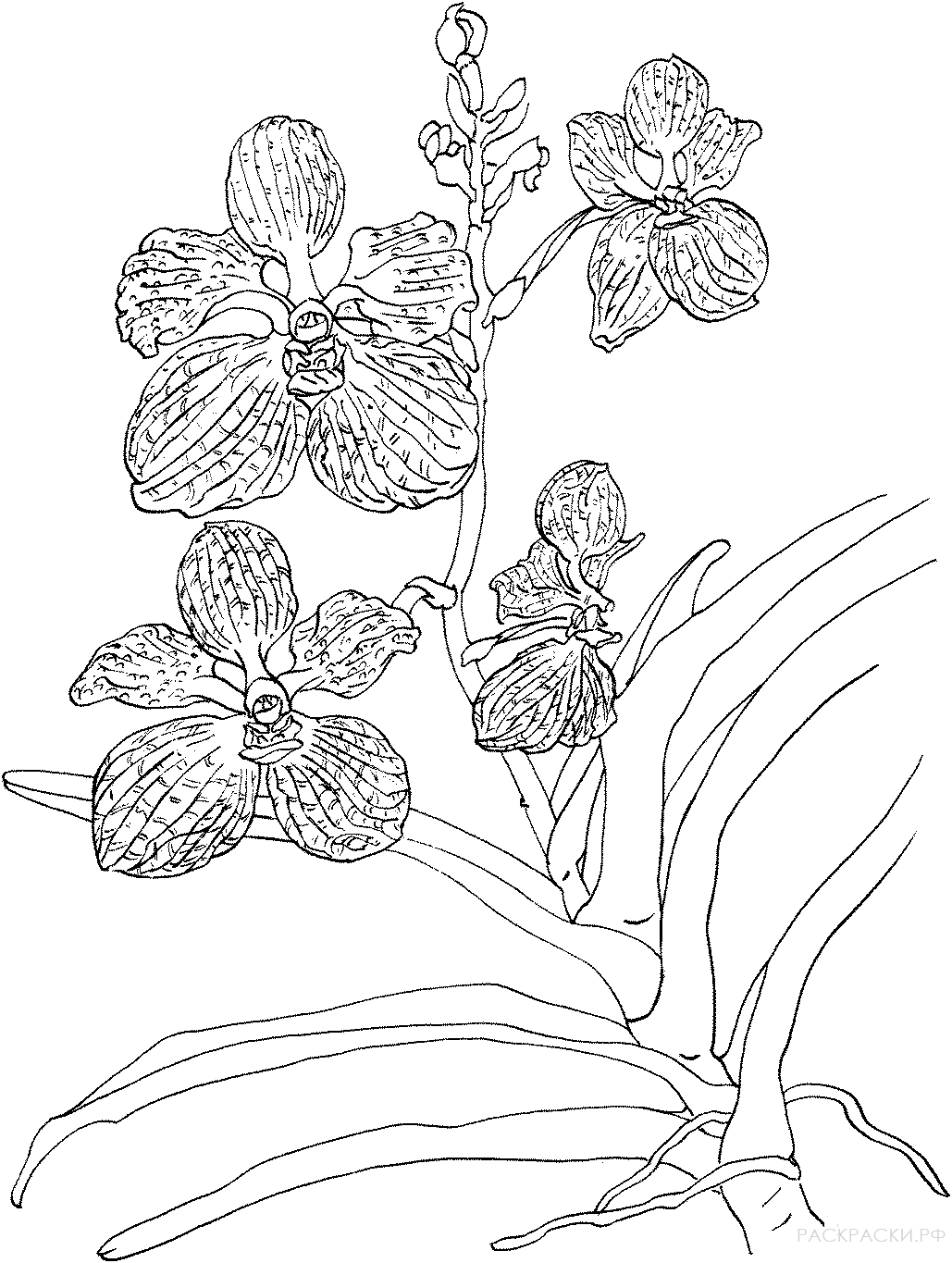 Раскраска комнатного растения Орхидея