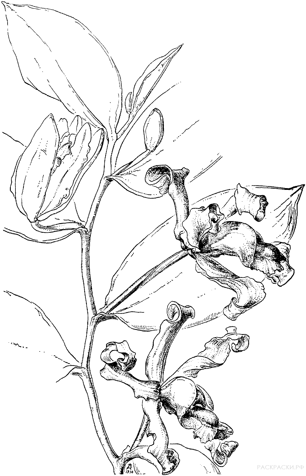 Раскраска Ванильная орхидея