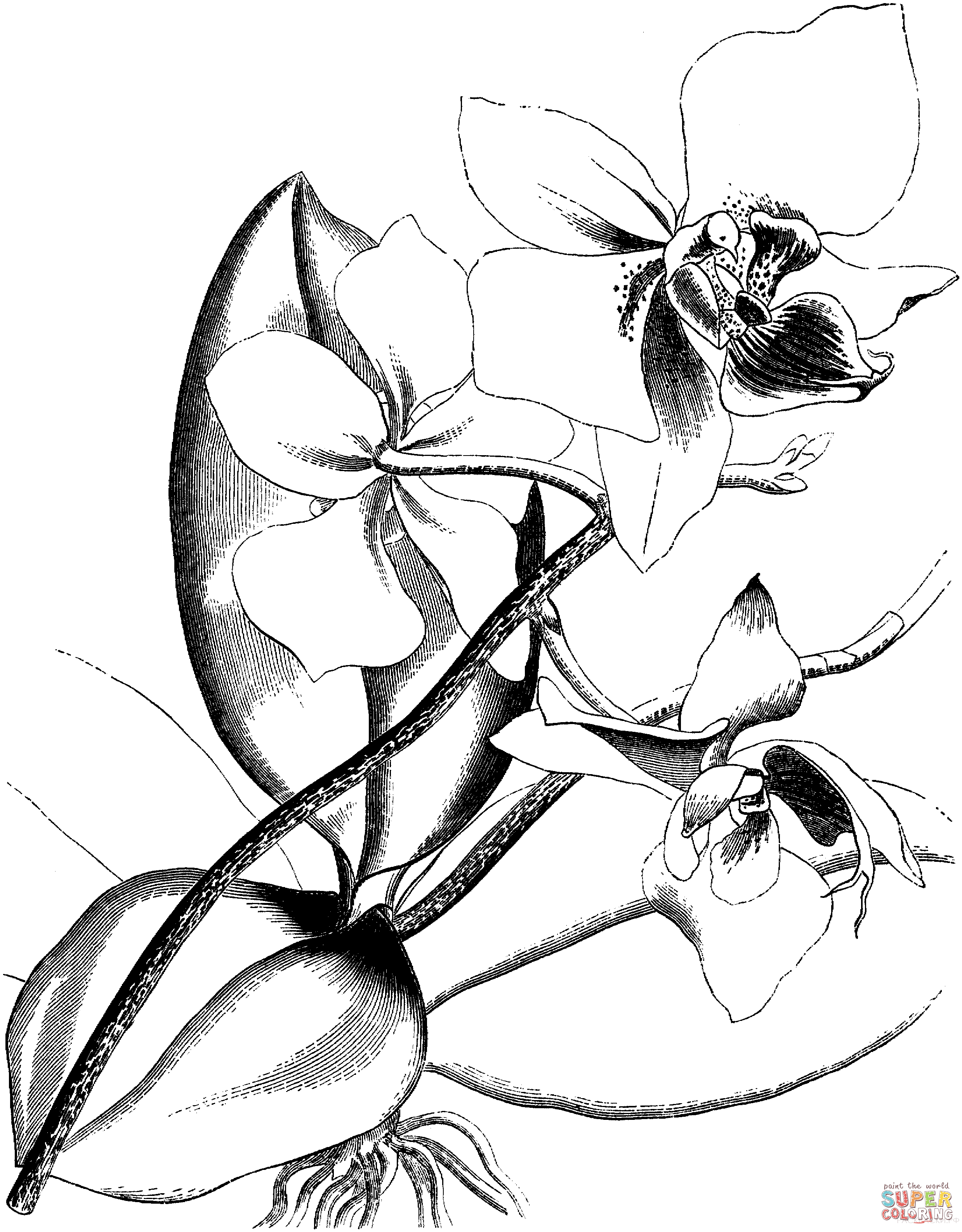 Раскраска Викторианская орхидея