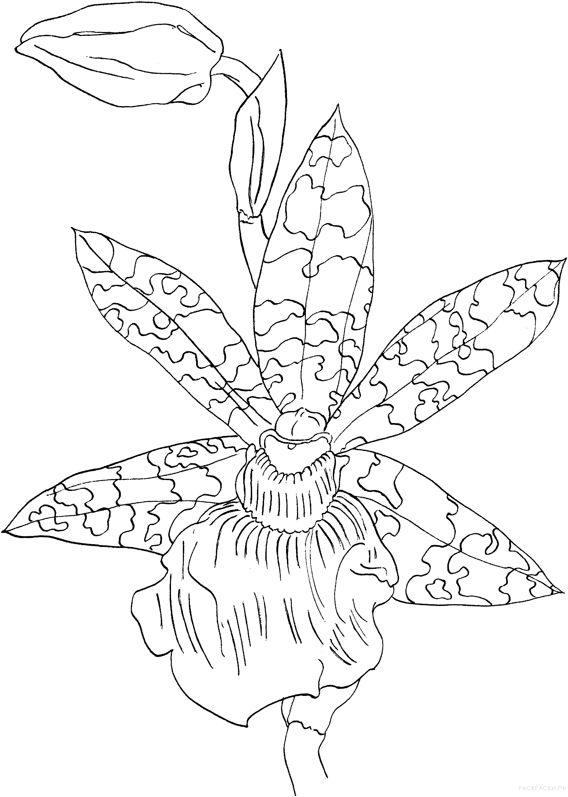Раскраска Орхидея Зигопеталум