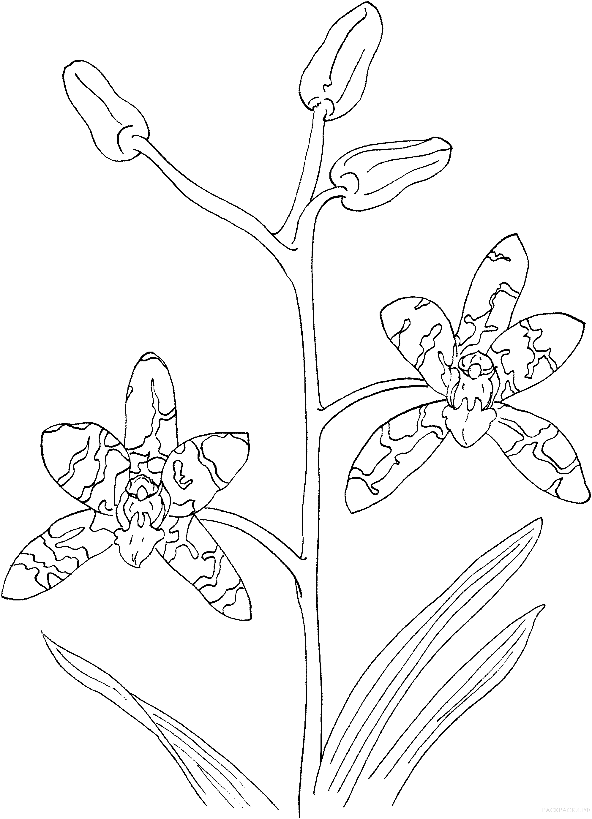 Раскраска Леопардовая орхидея