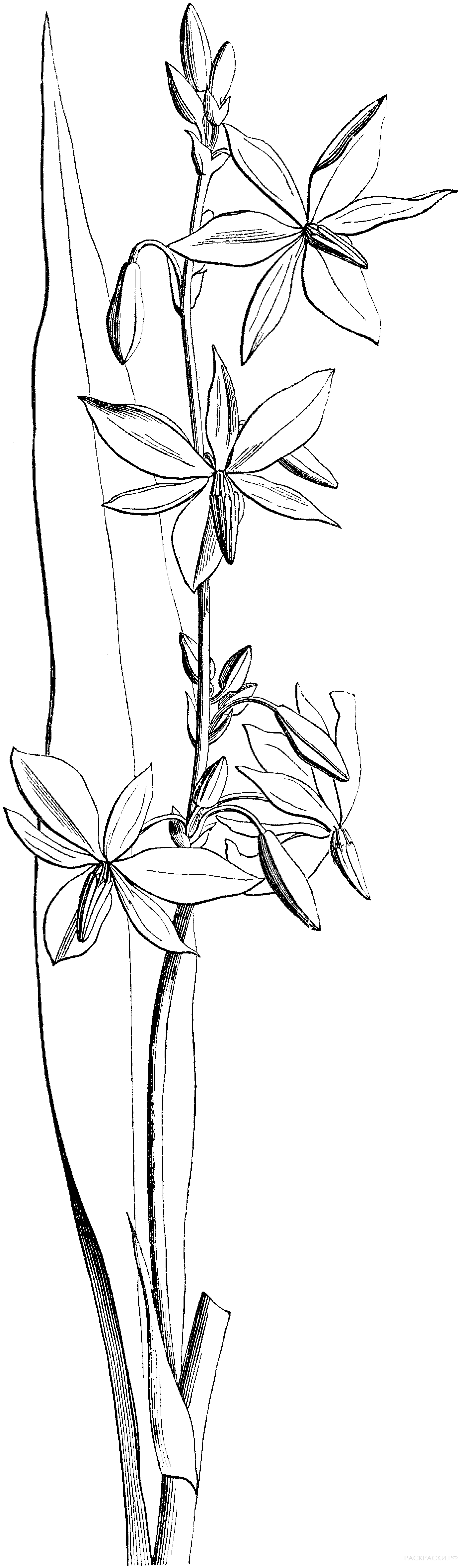 Раскраска Австралийская орхидея