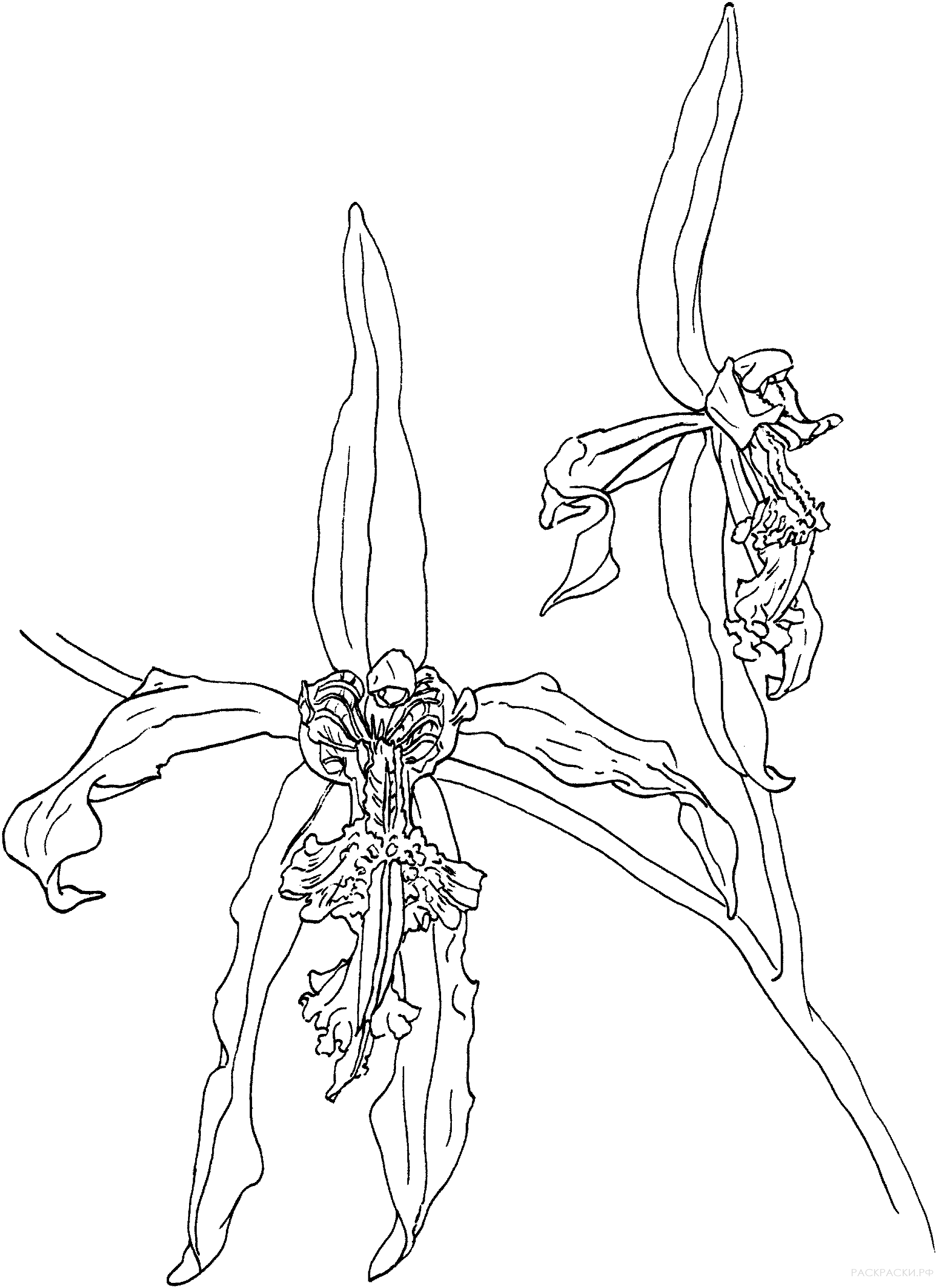 Раскраска Черная орхидея