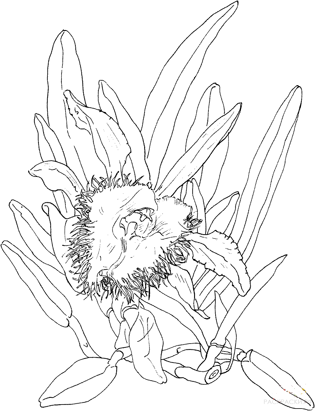 Раскраска орхидея Брассавола
