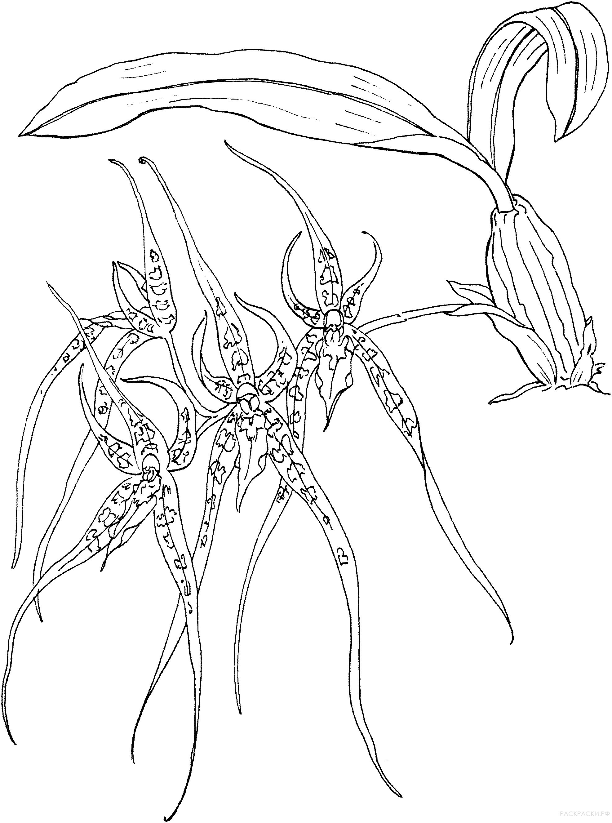 Раскраска орхидея-паук