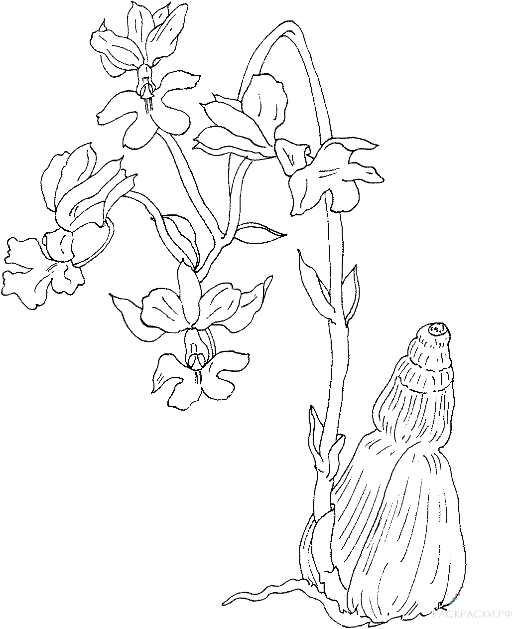 Раскраска Гибрид орхидеи Каланта