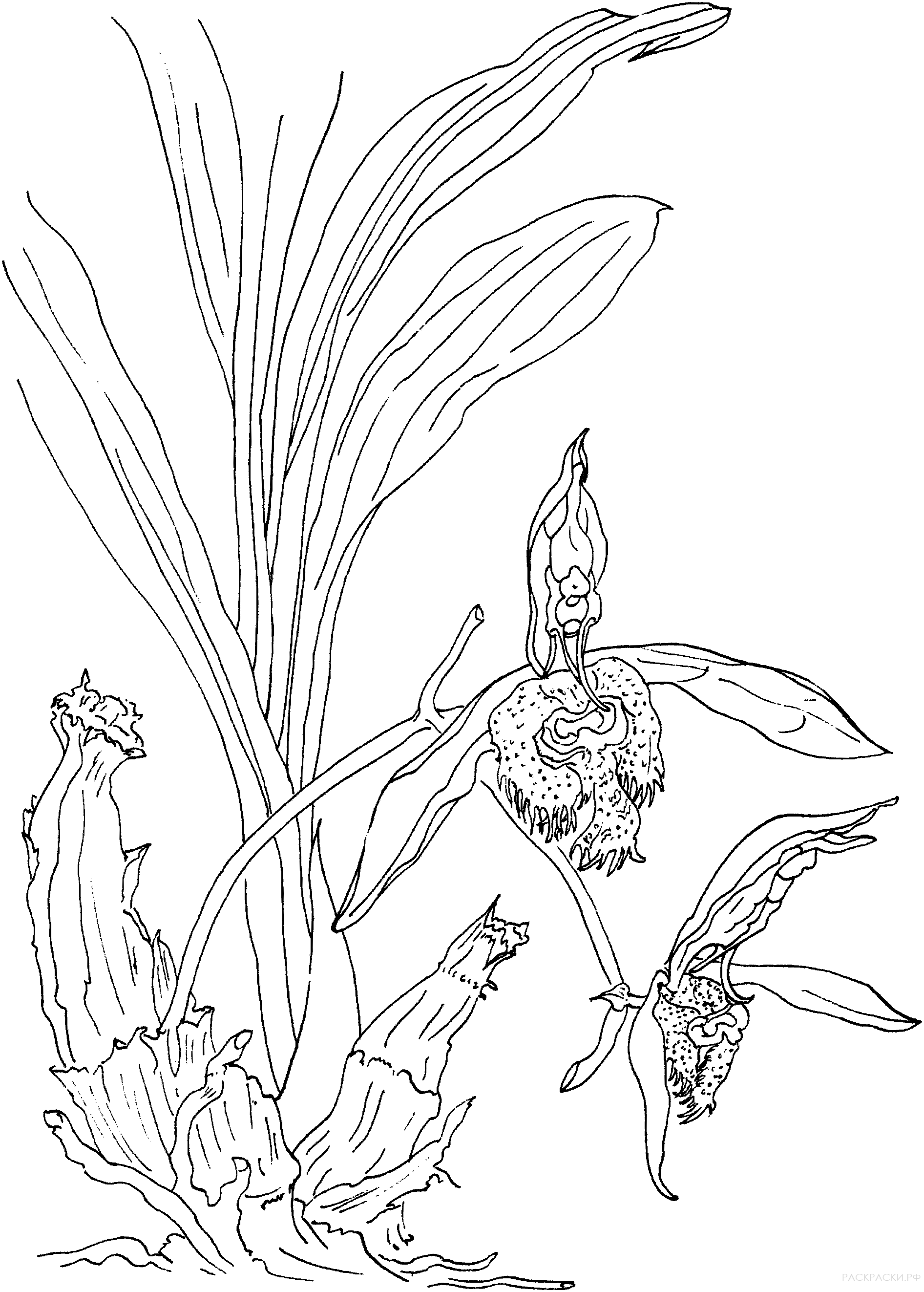 Раскраска Орхидея-мешочек