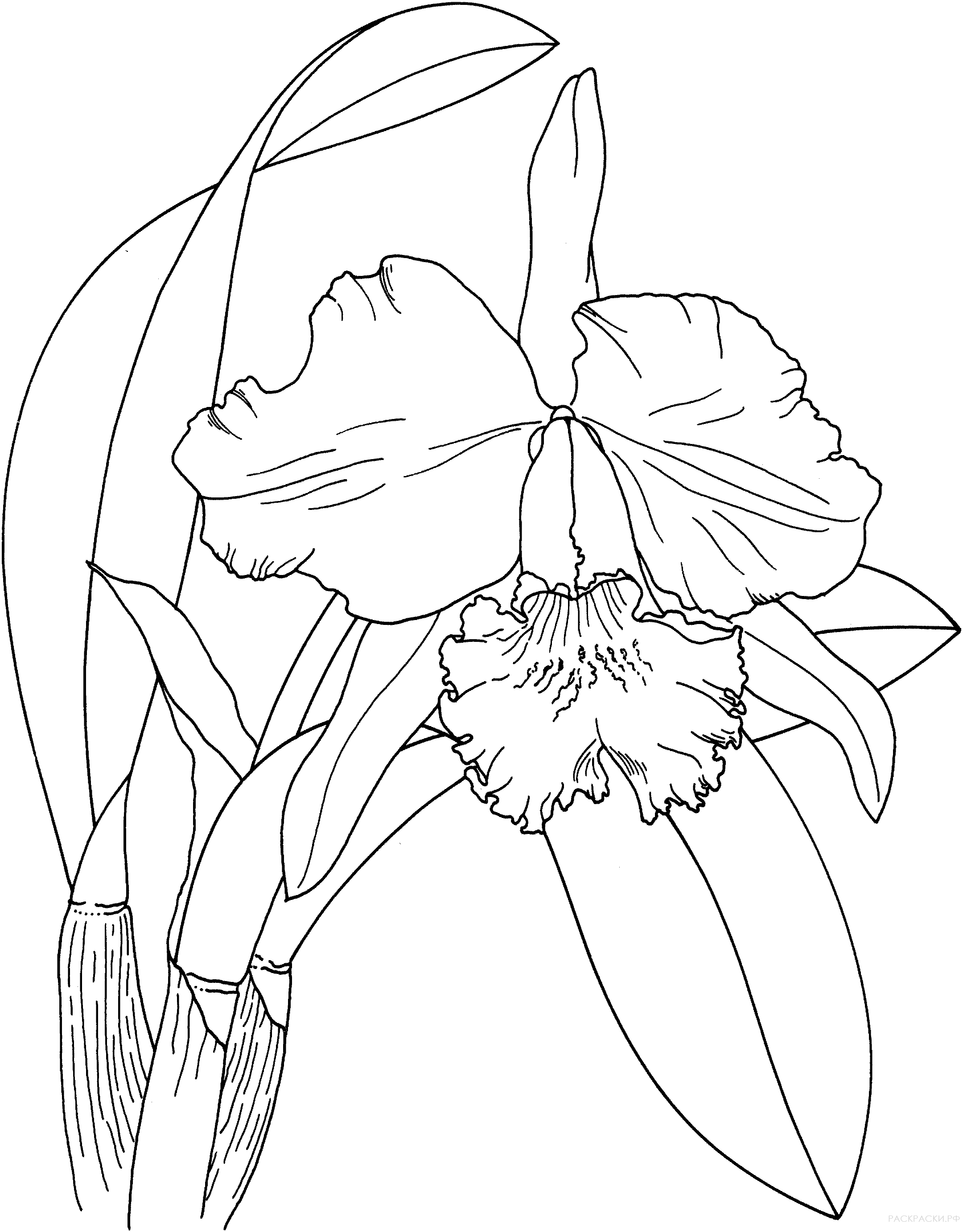 Раскраска пасхальная орхидея